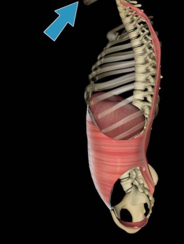 Inner Core System - Ab Sets